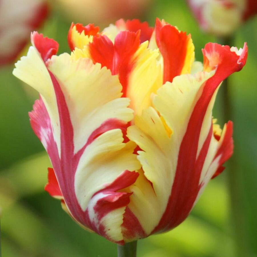 Tulipán papouškovitý 'Flaming Parrot' - Tulipa Parrot 'Flaming Parrot'