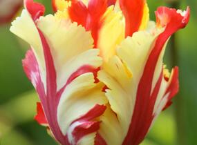 Tulipán papouškovitý 'Flaming Parrot' - Tulipa Parrot 'Flaming Parrot'