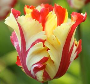 Tulipán papouškovitý 'Flaming Parrot' - Tulipa Parrot 'Flaming Parrot'