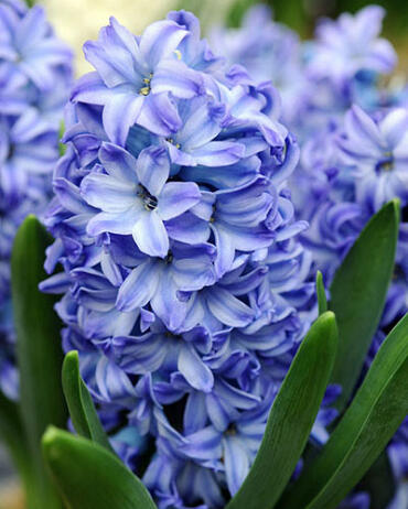 Hyacint 'Aqua' - Hyacinthus 'Aqua'