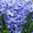 Hyacint 'Aqua' - Hyacinthus 'Aqua'