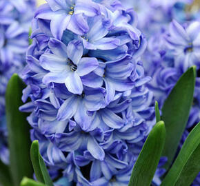 Hyacint 'Aqua' - Hyacinthus 'Aqua'