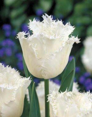 Tulipán třepenitý 'Honeymoon' - Tulipa Fringed 'Honeymoon'