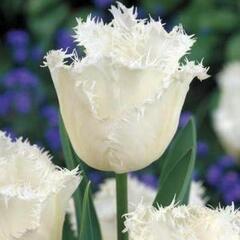 Tulipán třepenitý 'Honeymoon' - Tulipa Fringed 'Honeymoon'