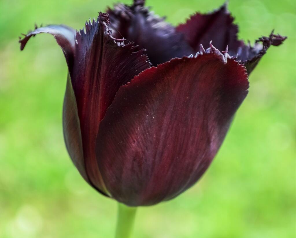 Tulipán třepenitý 'Vincent Van Gogh' - Tulipa Fringed 'Vincent Van Gogh'