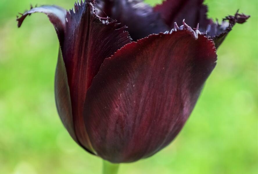 Tulipán třepenitý 'Vincent Van Gogh' - Tulipa Fringed 'Vincent Van Gogh'