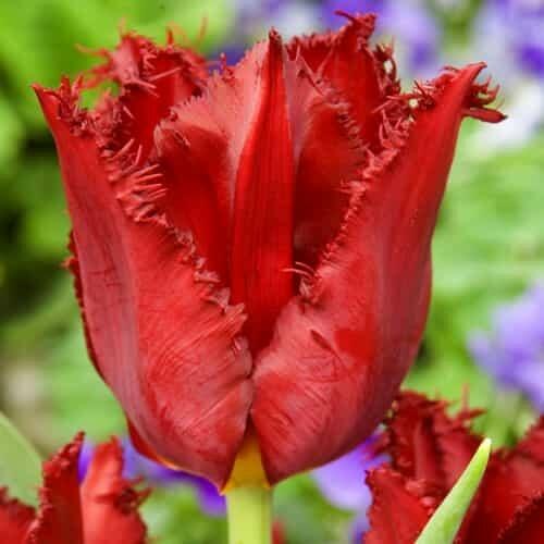 Tulipán třepenitý 'Pacific Pearl' - Tulipa Fringed 'Pacific Pearl'