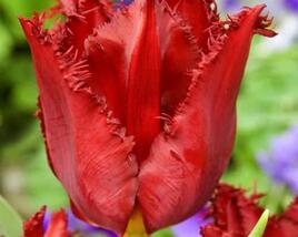 Tulipán třepenitý 'Pacific Pearl'