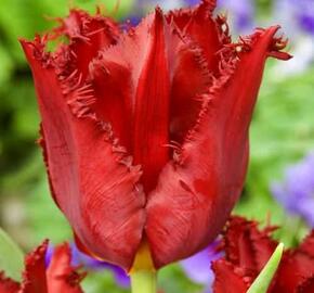 Tulipán třepenitý 'Pacific Pearl' - Tulipa Fringed 'Pacific Pearl'
