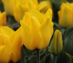 Tulipán Greigův 'Golden Tango'