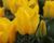 Tulipán Greigův 'Golden Tango'