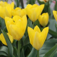 Tulipán Fosterův 'Yellow Purissima' - Tulipa Fosteriana 'Yellow Purissima'