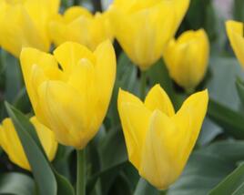 Tulipán Fosterův 'Yellow Purissima'