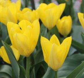 Tulipán Fosterův 'Yellow Purissima' - Tulipa Fosteriana 'Yellow Purissima'
