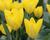 Tulipán Fosterův 'Yellow Purissima'