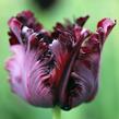 Tulipán papouškovitý 'Black Parrot' - Tulipa Parrot 'Black Parrot'