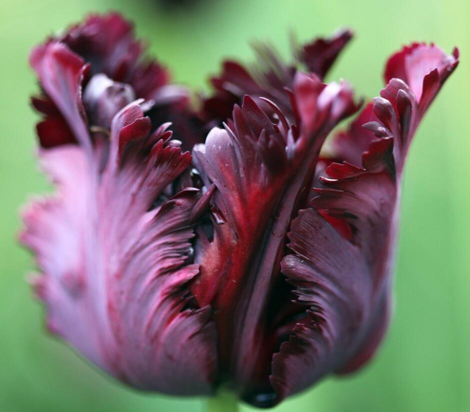 Tulipán papouškovitý 'Black Parrot' - Tulipa Parrot 'Black Parrot'