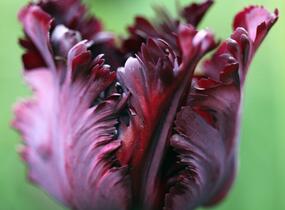 Tulipán papouškovitý 'Black Parrot' - Tulipa Parrot 'Black Parrot'