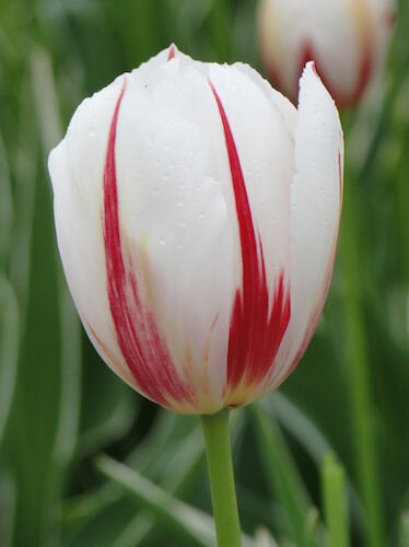 Tulipán Triumph 'Carnaval de Rio' - Tulipa Triumph 'Carnaval de Rio'
