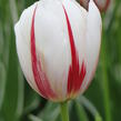 Tulipán Triumph 'Carnaval de Rio' - Tulipa Triumph 'Carnaval de Rio'