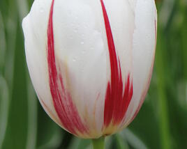 Tulipán Triumph 'Carnaval de Rio'