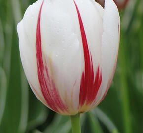 Tulipán Triumph 'Carnaval de Rio' - Tulipa Triumph 'Carnaval de Rio'