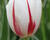 Tulipán Triumph 'Carnaval de Rio'