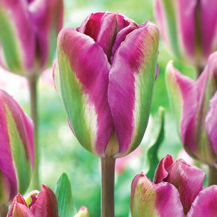 Tulipán zelenokvětý 'Nightrider' - Tulipa Viridiflora 'Nightrider'