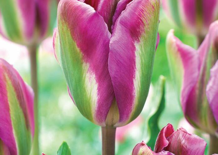 Tulipán zelenokvětý 'Nightrider' - Tulipa Viridiflora 'Nightrider'