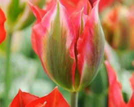 Tulipán zelenokvětý 'Esperanto'