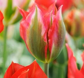 Tulipán zelenokvětý 'Esperanto' - Tulipa Viridiflora 'Esperanto'