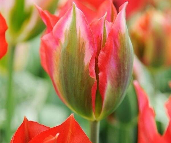 Tulipán zelenokvětý 'Esperanto' - Tulipa Viridiflora 'Esperanto'
