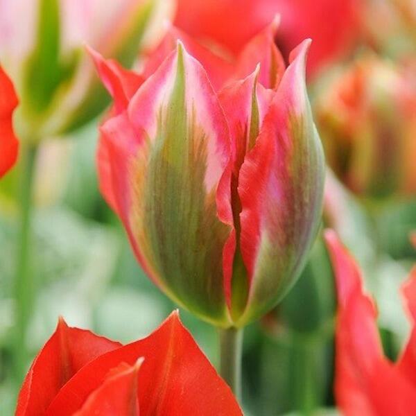 Tulipán zelenokvětý 'Esperanto' - Tulipa Viridiflora 'Esperanto'