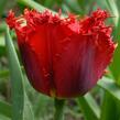 Tulipán třepenitý 'Valery Gergiev' - Tulipa Fringed 'Valery Gergiev'