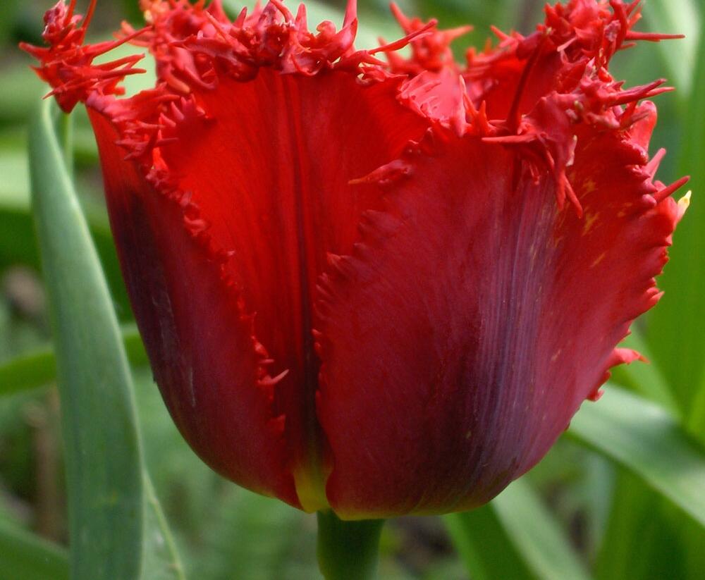 Tulipán třepenitý 'Valery Gergiev' - Tulipa Fringed 'Valery Gergiev'