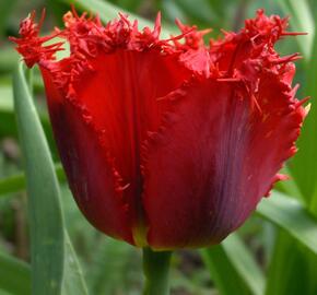 Tulipán třepenitý 'Valerij Gergiev' - Tulipa Fringed 'Valerij Gergiev'