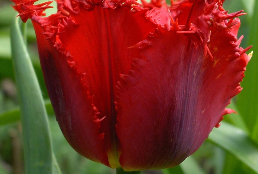Tulipán třepenitý 'Valery Gergiev' - Tulipa Fringed 'Valery Gergiev'