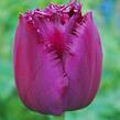 Tulipán třepenitý 'Curly Sue' - Tulipa Fringed 'Curly Sue'