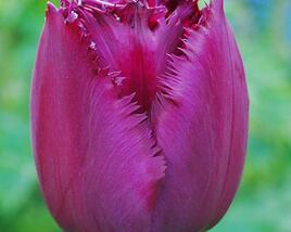 Tulipán třepenitý 'Curly Sue'