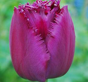 Tulipán třepenitý 'Curly Sue' - Tulipa Fringed 'Curly Sue'