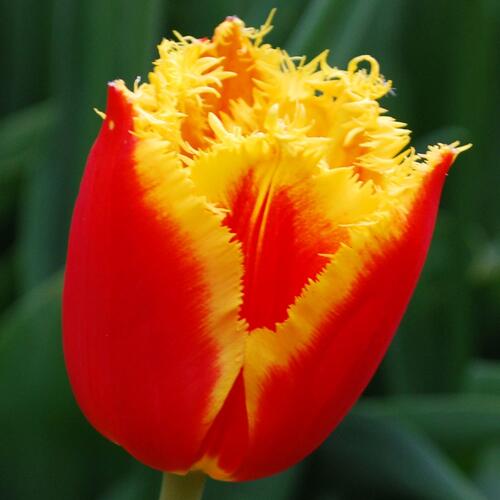 Tulipán třepenitý 'Davenport' - Tulipa Fringed 'Davenport'