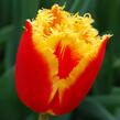 Tulipán třepenitý 'Davenport' - Tulipa Fringed 'Davenport'
