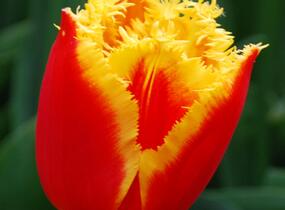 Tulipán třepenitý 'Davenport' - Tulipa Fringed 'Davenport'