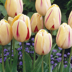 Tulipán Kaufmannův 'Burning Heart' - Tulipa Kaufmanniana 'Burning Heart'