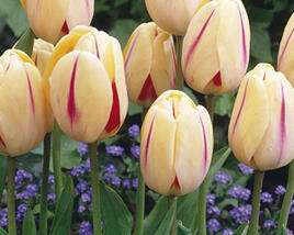 Tulipán Kaufmannův 'Burning Heart'