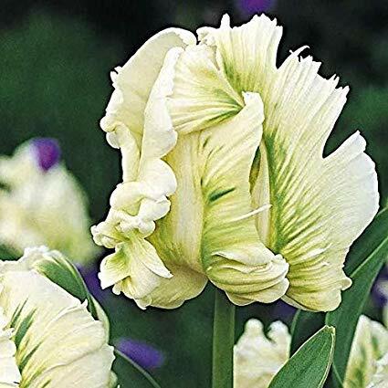 Tulipán papouškovitý 'Super Parrot' - Tulipa Parrot 'Super Parrot'