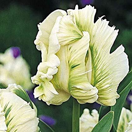 Tulipán papouškovitý 'Super Parrot' - Tulipa Parrot 'Super Parrot'