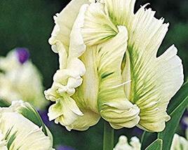Tulipán papouškovitý 'Super Parrot'