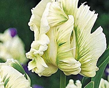 Tulipán papouškovitý 'Super Parrot'