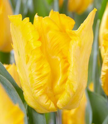 Tulipán papouškovitý 'Yoko Parrot' - Tulipa Parrot 'Yoko Parrot'